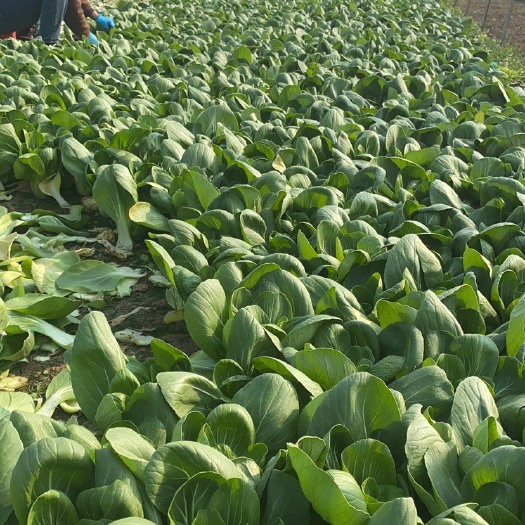 邯郸油菜不好保换