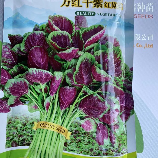 立信红苋菜：早熟品种，青白梗，分枝少，耐热耐旱耐结籽，质嫩
