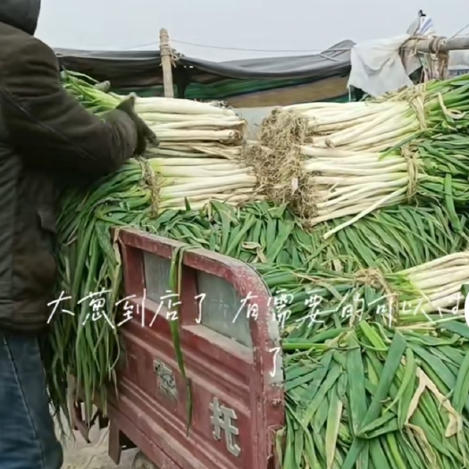 唐河县大葱批发有需要的老板提前预定