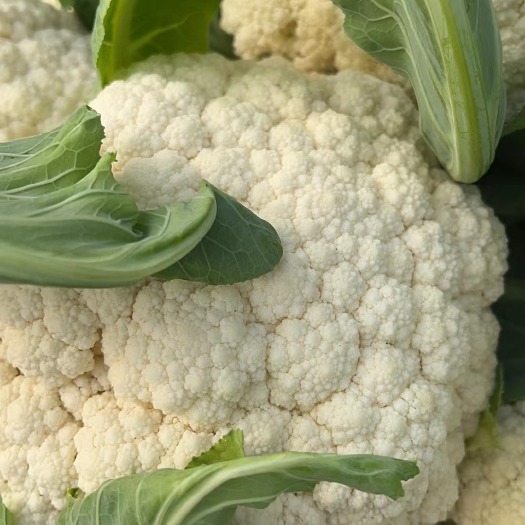 菏泽菏泽专业代发花菜 冷库货 基地货