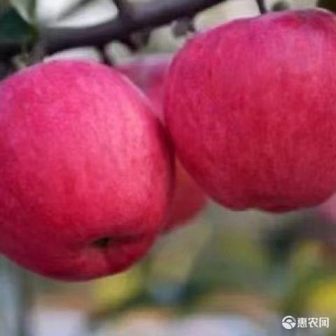 蒙阴县新品瑞阳苹果苗基本直销现挖现发根系发达种苗健康