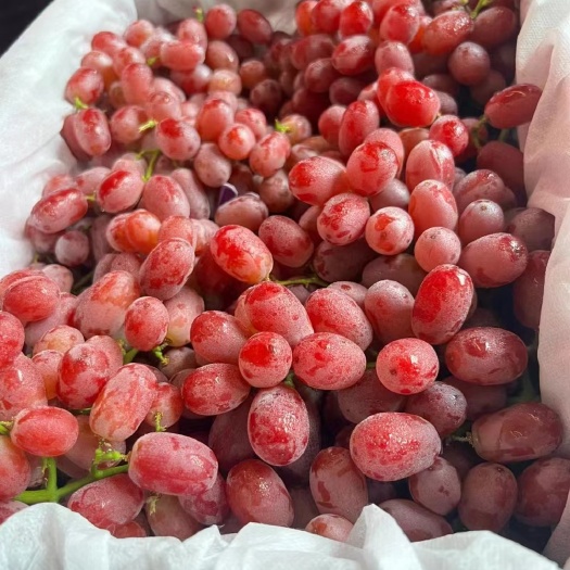 昆明无籽红提/云南产区/基地直发/支持一件代发