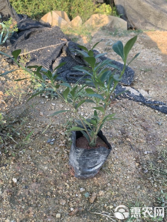 小叶栀子花 福建漳州小叶栀子花场地直销 货源充足