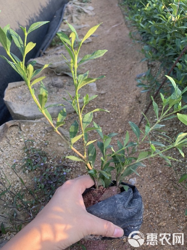 小叶栀子花 福建漳州小叶栀子花场地直销 货源充足