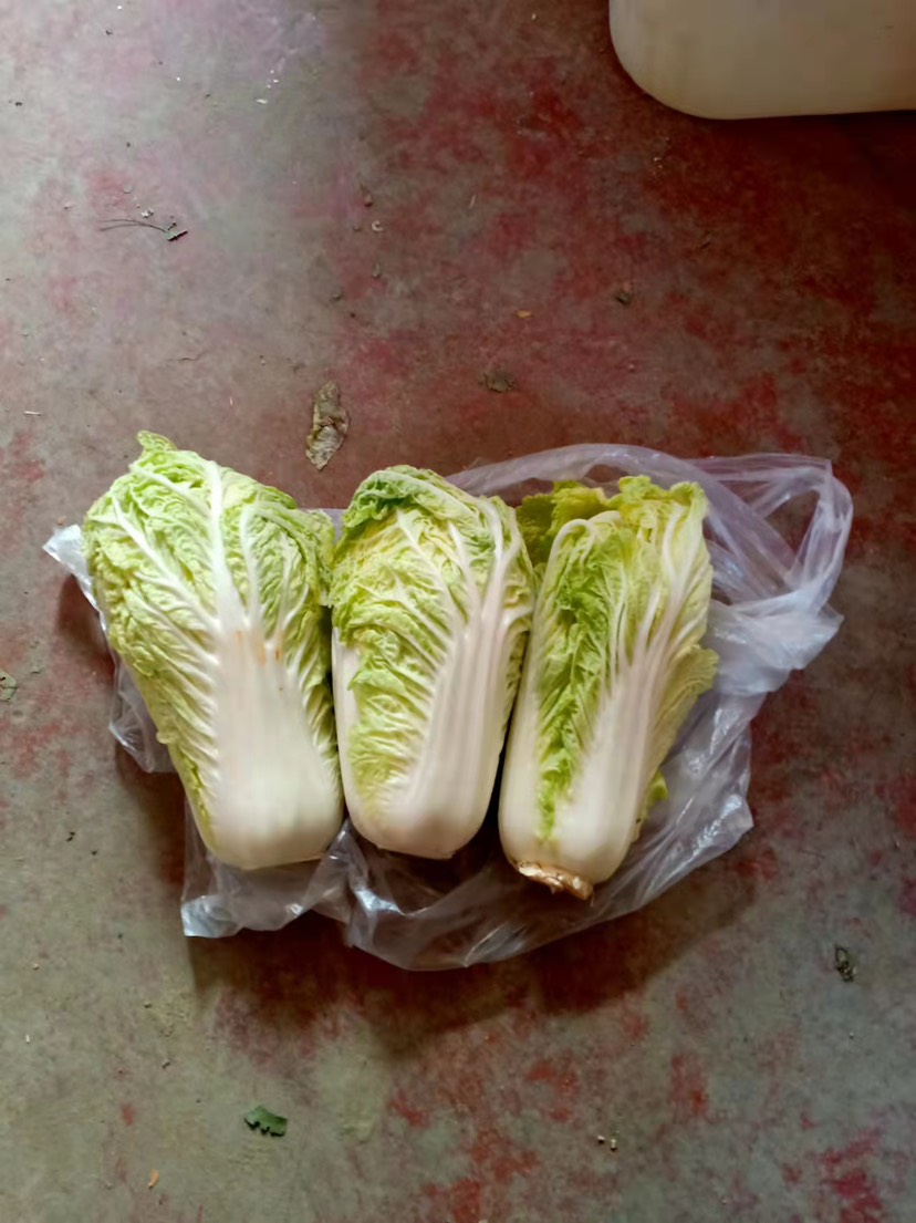 農(nóng)村出身家庭，自家種植娃娃菜白菜產(chǎn)地十畝地，顆顆飽滿實(shí)地考察