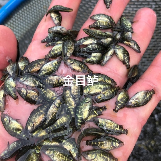 阳西县金目鲈