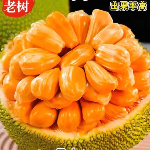 热带水果手工挑选A级果菠萝蜜越南红肉菠萝蜜一整个现货