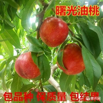 蒙阴县曙光油桃嫁接苗品种纯正 根系发达 。保品种提供技术支持