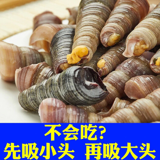 连云港钉螺新鲜鲜活钉螺即食钉螺去尾钉螺鲜活钉螺熟食麻辣钉螺麻辣海螺