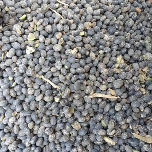 霍邱县黑豆，黑皮绿芯