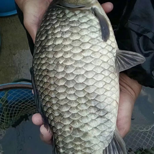 广州《鲫鱼苗》塘口直供抗病力强，生长速度快中科五号鱼苗，鲫鱼水花