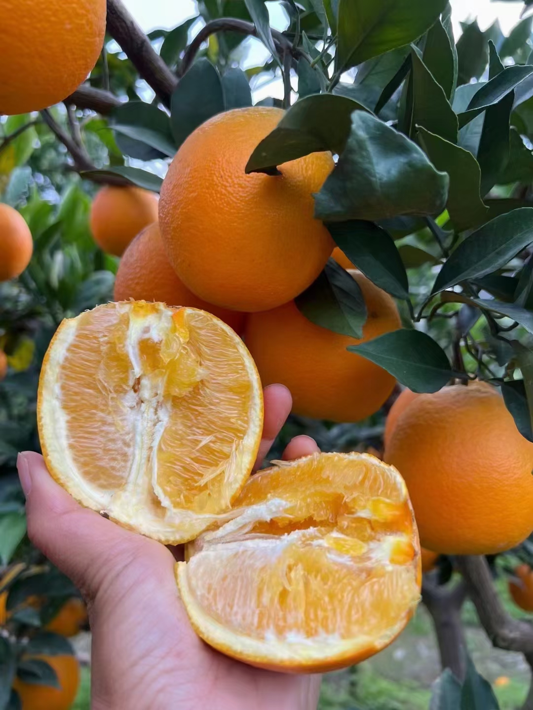 纽荷尔脐橙