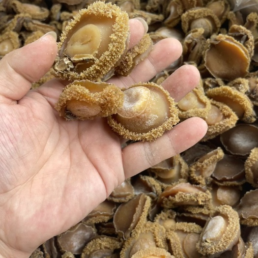 南非小鲍鱼。小干鲍，实惠鲍鱼