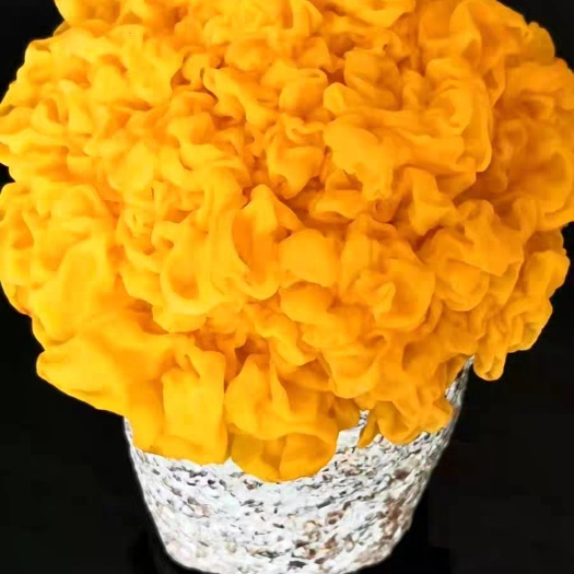 太康县金耳菌