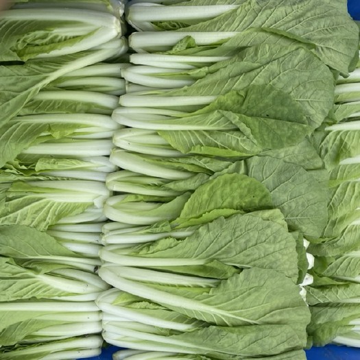 成都精品小白菜