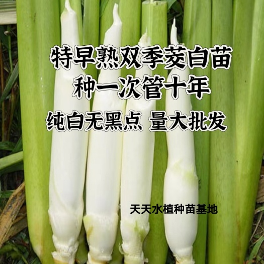 茭白苗高笋茭白苗双季茭白苗茭白苗 四季 高笋茭白苗四季茭白苗