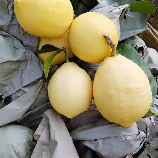 重庆市批发