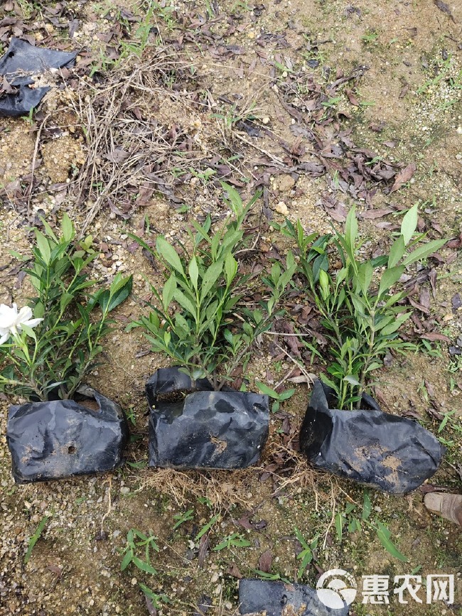 小叶栀子花 福建漳州小叶栀子花场地直销 货源充足