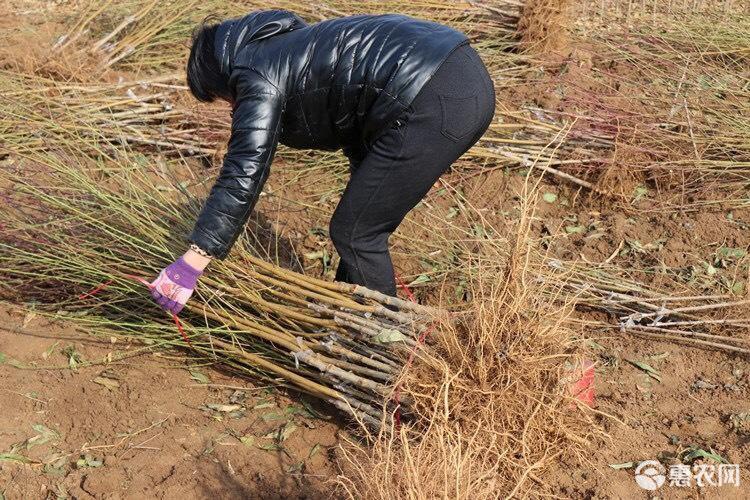 珍珠枣油桃苗 0号晚熟品种 品种纯正 根系发达