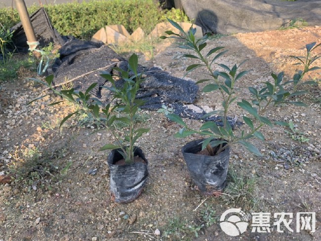 小叶栀子花 福建漳州小叶栀子花场地直销 货源充足