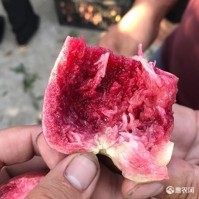 紫肉血桃嫁接桃树苗品种纯正 根系发达 。保品种提供技术支持