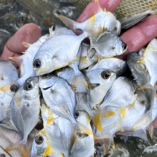 阳西县金鲳鱼苗
