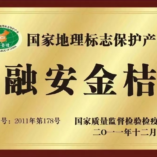 融安县融安脆蜜金桔，皮薄肉厚，无籽无核，营养丰富，纯甜多汁