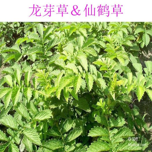 阳新县仙鹤草苗龙芽草，可食用，药用，盆栽