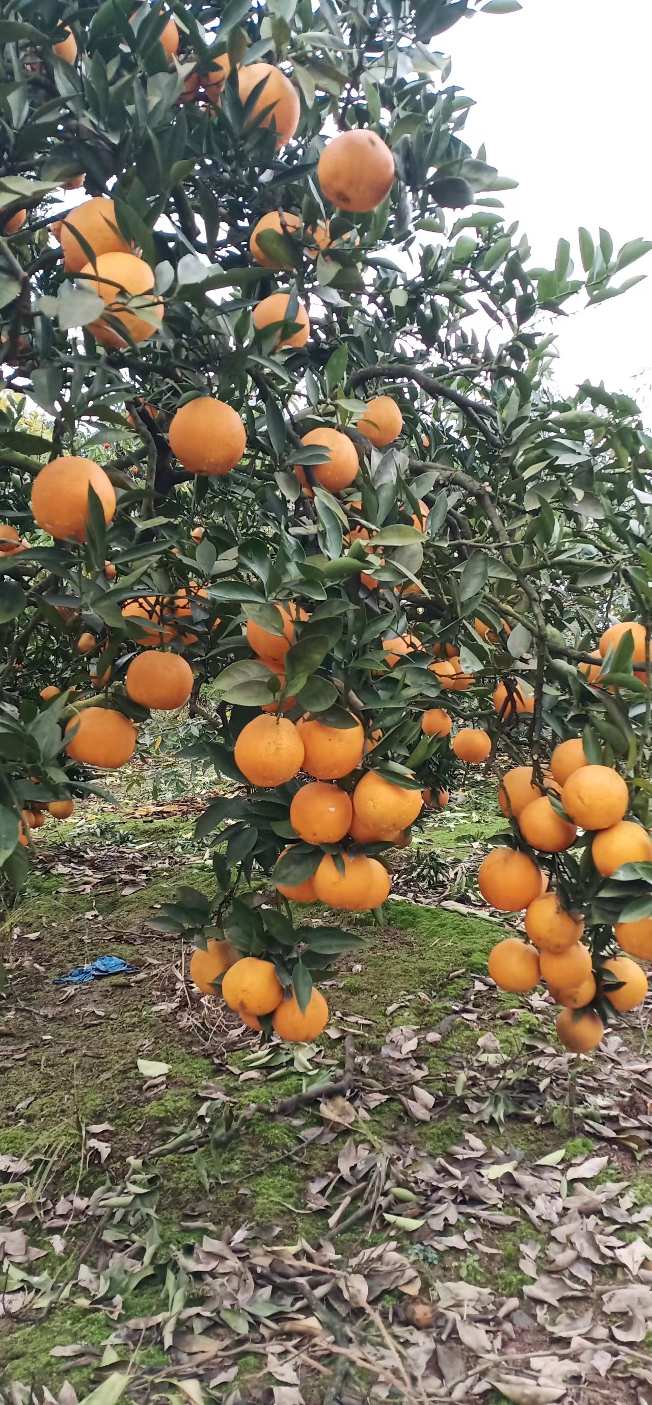 重庆江津优品<红肉脐橙>又到上市季，欢迎收购