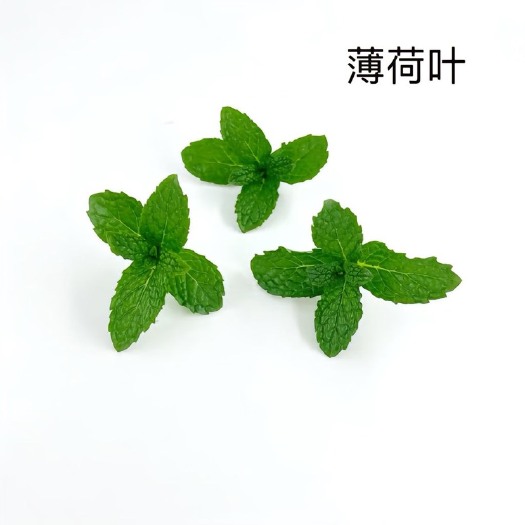 广州酒店饮品摆盘各种装饰花草！