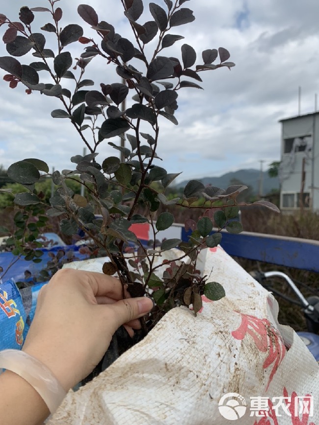 红花继木 福建漳州红花继木 基地直发  量大优惠