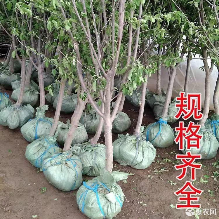 瑞雪苹果苗基地直销现挖现发根系发达种苗健康