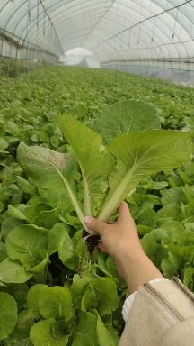 犍为县小白菜