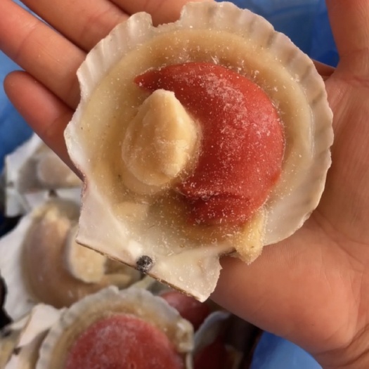 连云港海鲜虾夷贝(夏夷贝)冷冻新鲜半壳大扇贝烧烤日料扇贝7-8批发