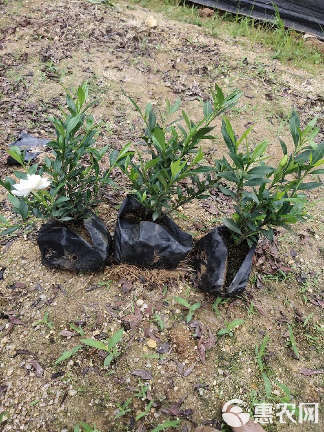 小叶栀子花 福建漳州小叶栀子花场地直销 货源充足