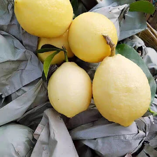 重庆市自己家安岳柠檬