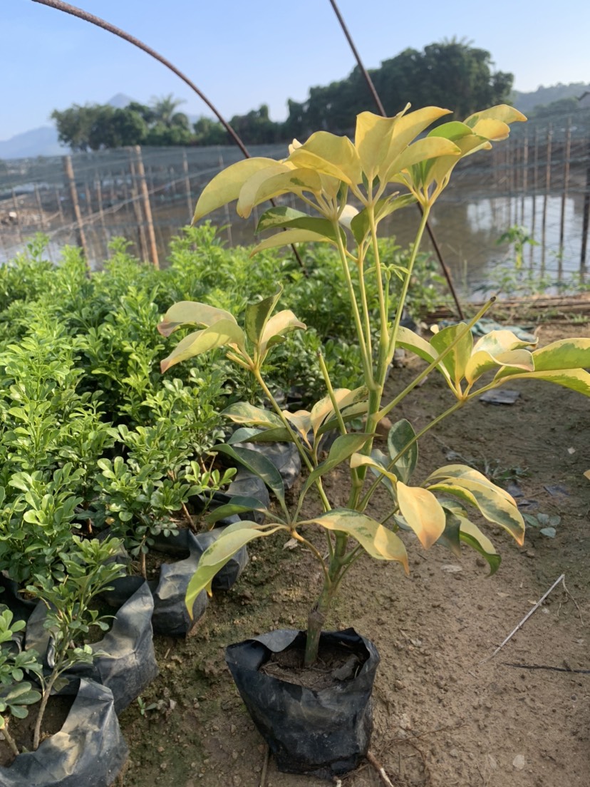 福建漳州花叶澳洲鸭脚木基地直销 量大从优