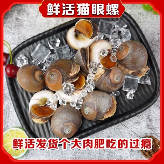 连云港猫眼螺鲜活香螺沙螺无泥无沙大香螺翡翠螺螺类海产品产地直发批发