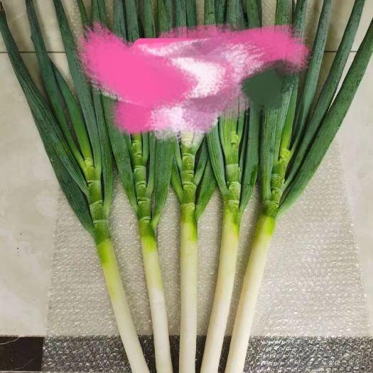 青州市山东铁杆大葱