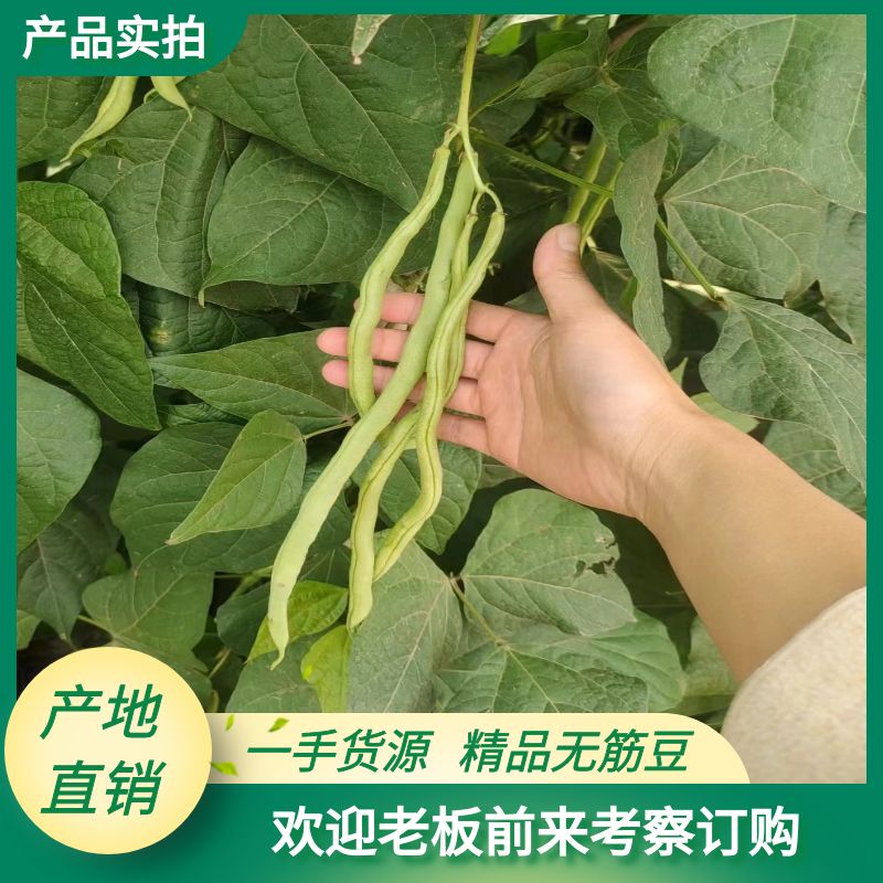 犍为县无筋豆