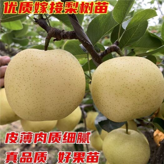 梨树苗玉露香梨树苗，秋月梨树苗3年大苗2棵起批