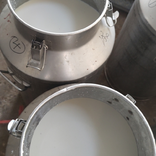 富平县新鲜羊奶 纯奶