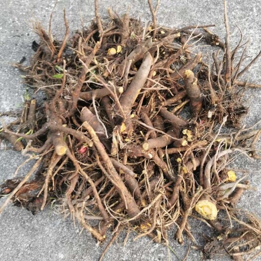 印江县长期出售土大黄