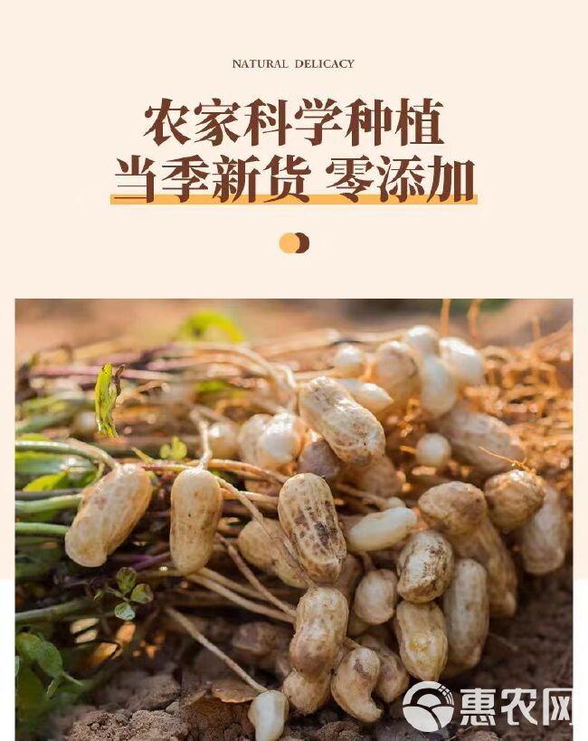 【现炒现发】新货原味炒花生农家铁锅炒熟花生带壳年货批发