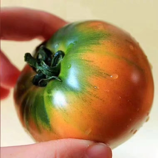 昌乐县草莓西红柿种子水果番茄种子草莓番茄种子正规铁皮柿子开发票包邮