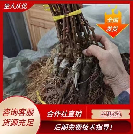 溆浦县翠玉绿心水杨桃砧嫁接苗