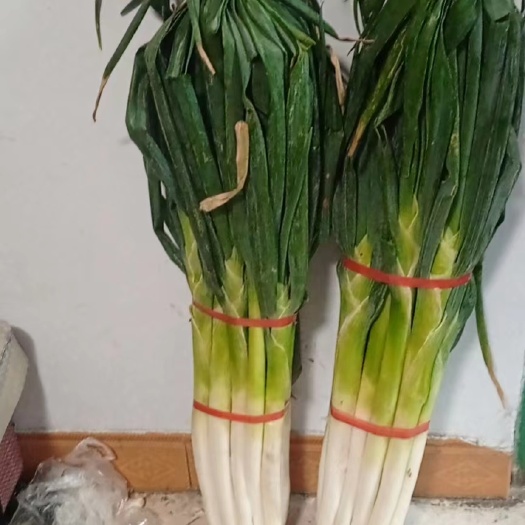 济南章丘大葱