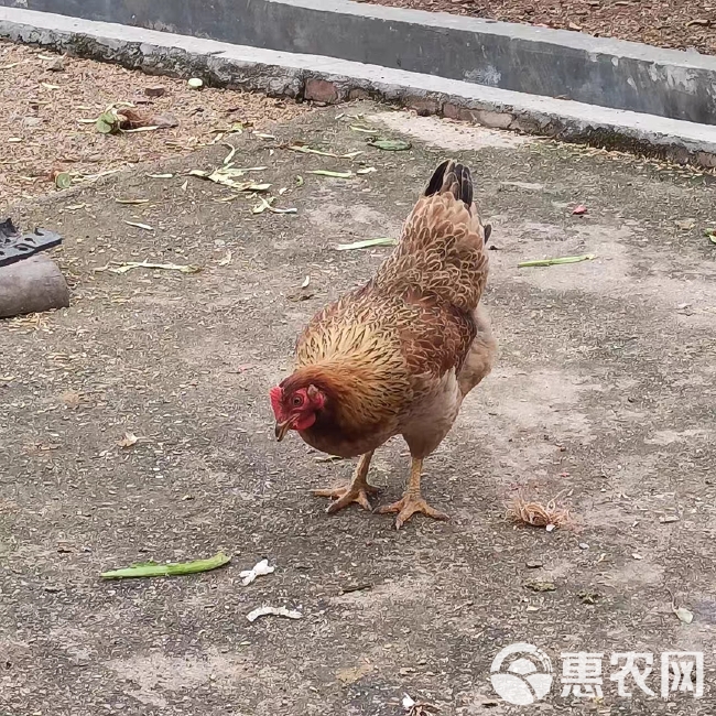 清远走地鸡农村散养清远走地麻鸡老母鸡一只广东省内顺丰包邮