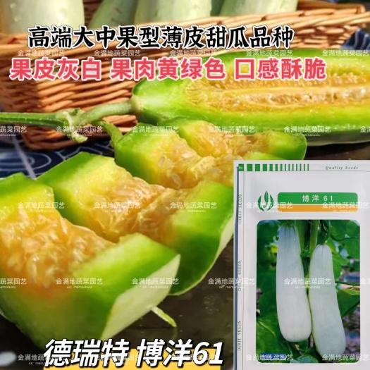沭阳县甜瓜种子博洋61甜瓜皮色灰白薄皮果肉黄绿色口感脆酥甜瓜种子
