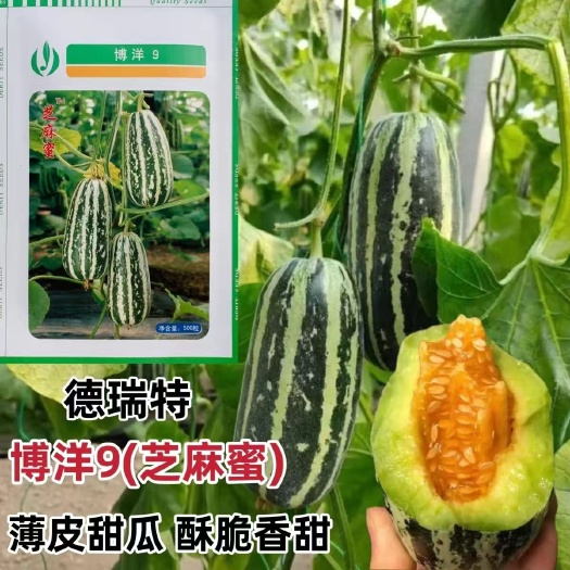 沭阳县甜瓜种子博洋9号白绿花皮果肉黄绿色薄皮口感脆酥风味好甜瓜种子